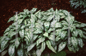 Picture of Pulmonaria saccharata 'Janet Fisk'