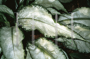 Picture of Pulmonaria longifolia 'Excalibur'