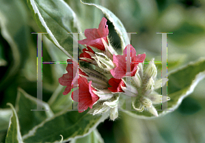 Picture of Pulmonaria montana 'David Ward'