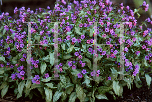 Picture of Pulmonaria saccharata 'British Sterling'