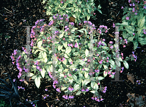 Picture of Pulmonaria x 'Berries & Cream'