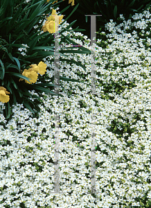 Picture of Arabis caucasica 'Snowcap'