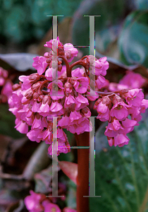 Picture of Bergenia cordifolia 'Rotblum'