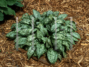 Picture of Pulmonaria officinalis 'Sissinghurst White'