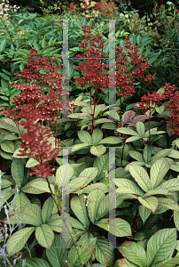 Picture of Rodgersia henrici '~Species'