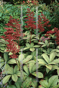 Picture of Rodgersia henrici 