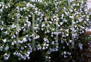 Picture of Pulmonaria officinalis 'White Wings'