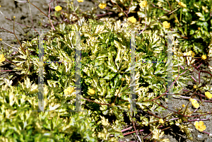 Picture of Ranunculus repens 'Buttered Popcorn'