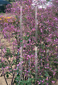Picture of Thalictrum rochebrunianum 'Lavender Mist'