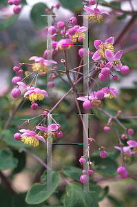 Picture of Thalictrum rochebrunianum 'Lavender Mist'