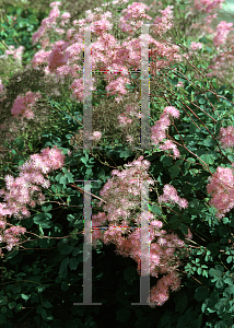 Picture of Thalictrum aquilegifolium 