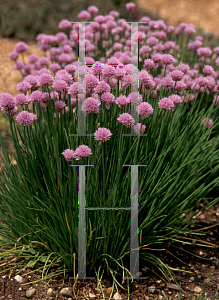 Picture of Allium schoenoprasum 'Schnittlauch'