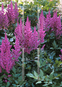 Picture of Astilbe chinensis 'Visions'