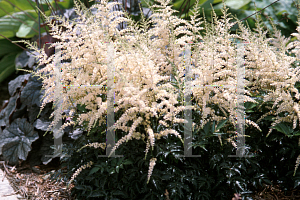 Picture of Astilbe simplicifolia 'Darwin's Snow Sprite'