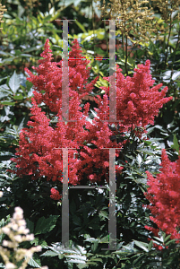 Picture of Astilbe japonica 'Montgomery'