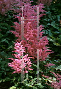 Picture of Astilbe simplicifolia 'Aphrodite'