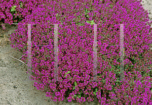 Picture of Thymus praecox 'Purple Beauty'