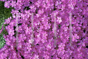 Picture of Phlox subulata 