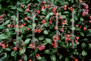 Picture of Pulmonaria x 'Victorian Brooch'