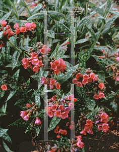 Picture of Pulmonaria x 'Raspberry Splash'