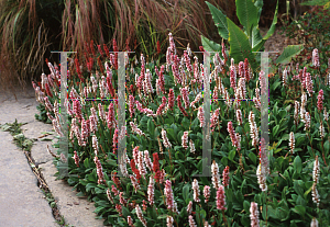 Picture of Polygonum affine 'Border Jewel'