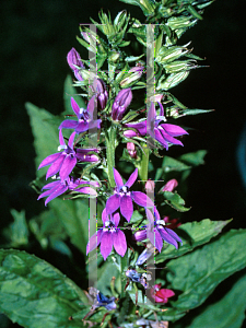 Picture of Lobelia  'Wildwood Splendor'