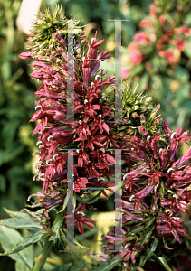 Picture of Lobelia  'La Fresco'