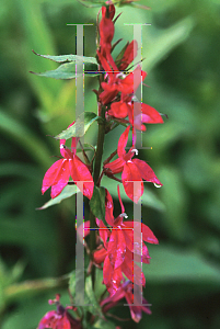 Picture of Lobelia  'Tania'