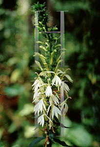 Picture of Lobelia  'Gladys Lindley'