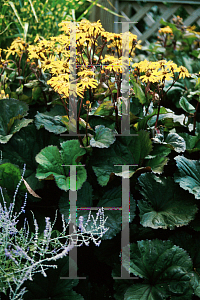 Picture of Ligularia dentata 'Desdemona'