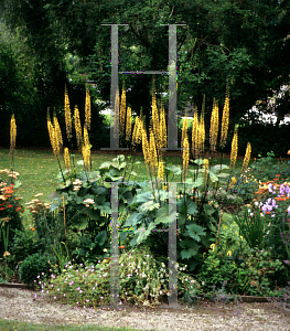 Picture of Ligularia stenocephala 'The Rocket'