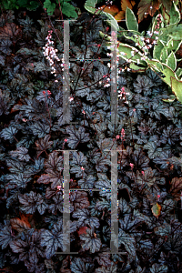 Picture of X Heucherella  'Silver Streak'