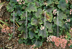 Picture of X Heucherella alba 'Rosalie'