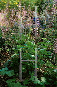 Picture of X Heucherella alba 'Bridget Bloom'