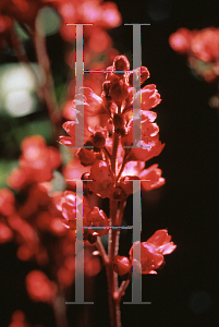 Picture of Heuchera  'Magic Wand'