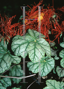 Picture of Heuchera  'Mint Julep'