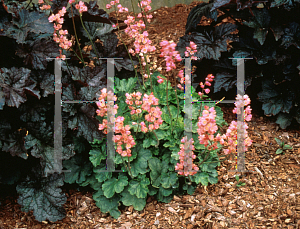 Picture of Heuchera  'Coral Bouquet'