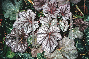 Picture of Heuchera  'Cascade Dawn'