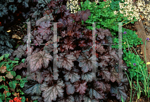 Picture of Heuchera  'Amethyst Myst'