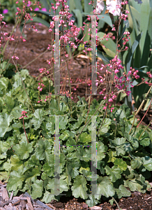 Picture of Heuchera sanguinea 'Windfield Pink'