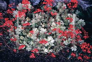 Picture of Heuchera sanguinea 'Snow Storm'