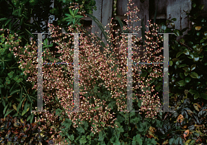 Picture of Heuchera  'Champagne Bubbles'