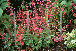 Picture of Heuchera  'Canyon Pink'