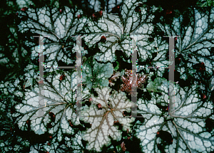 Picture of Heuchera  'Can Can'