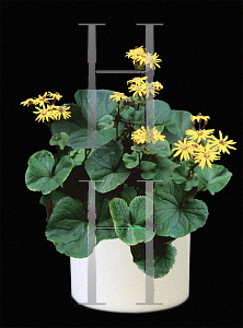 Picture of Ligularia dentata 'Desdemona'