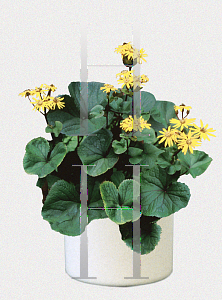 Picture of Ligularia dentata 'Desdemona'