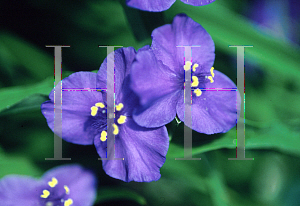 Picture of Tradescantia virginiana 'Zwanenberg Blue'