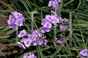 Picture of Tradescantia x 'Little Doll'
