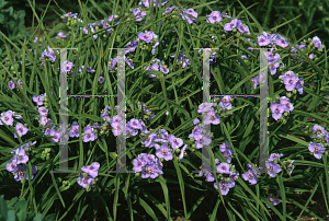 Picture of Tradescantia x 'Little Doll'