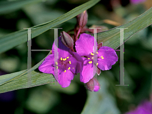 Picture of Tradescantia x andersoniana 'Concord Grape'